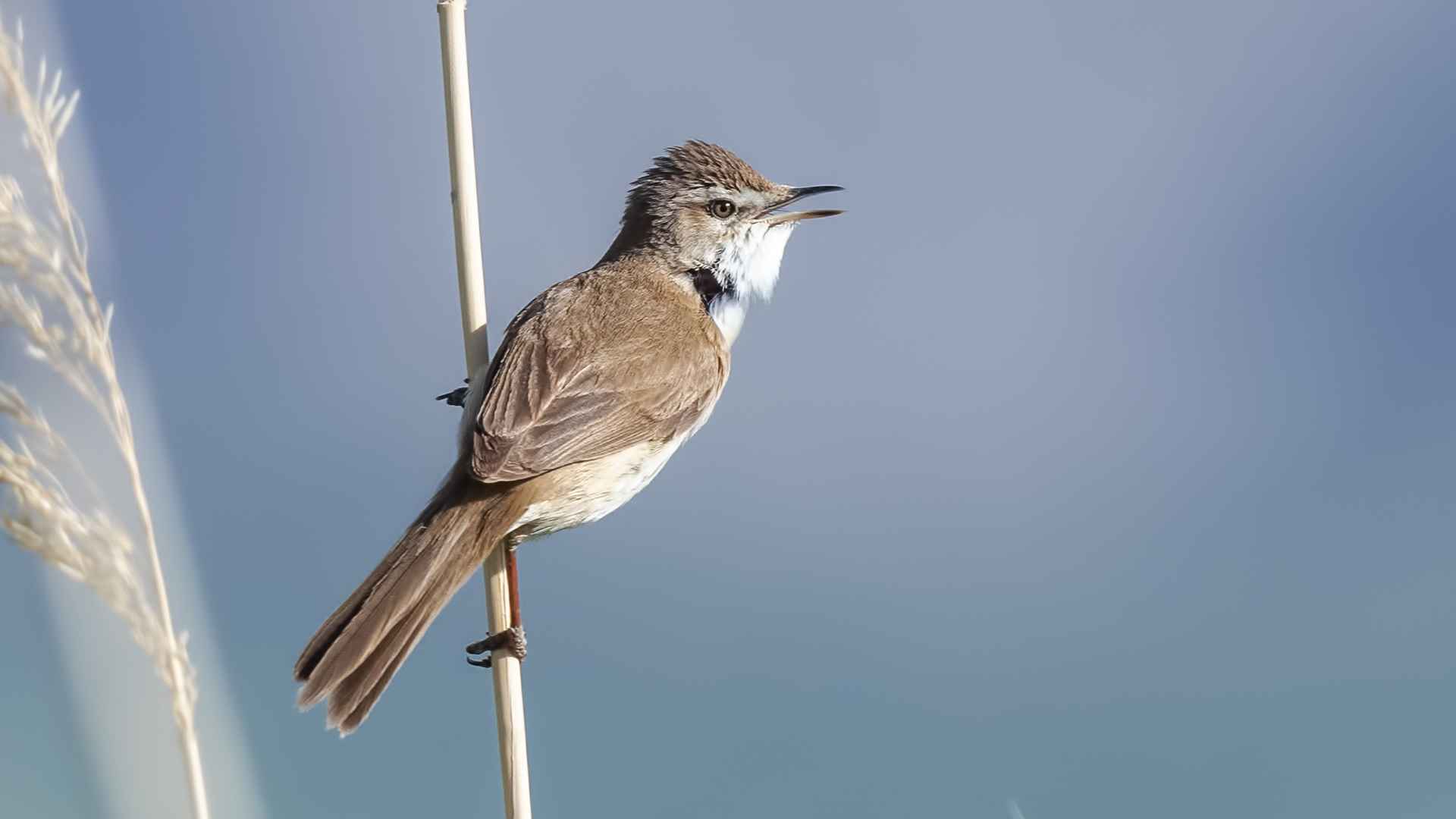 Paddyfield Warbler